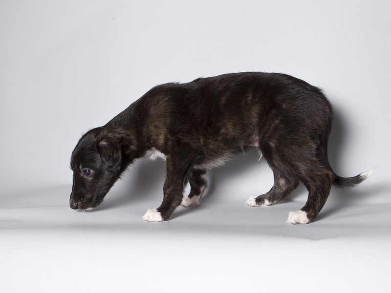 Sapphire2011litter/Rush_5weeks.JPG