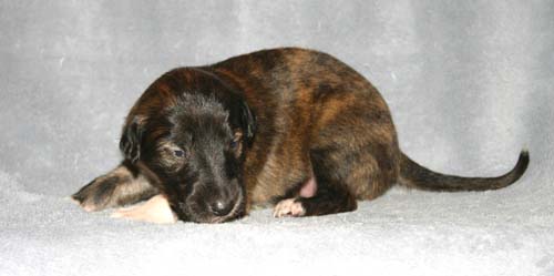 Sapphire2011litter/Stanley_2weeks.jpg
