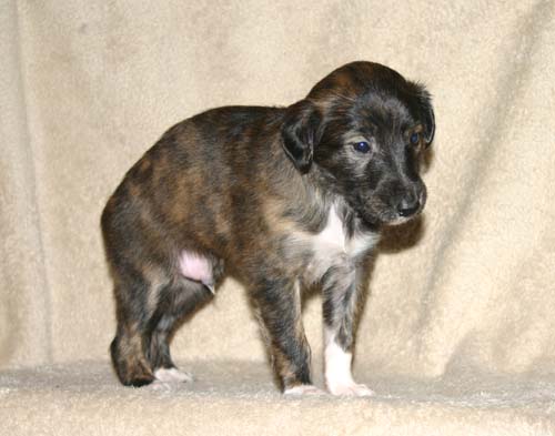 Sapphire2011litter/Stanley_4weeks1.jpg