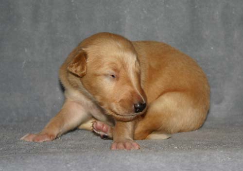 Sapphire2011litter/Vinnie_2weeks.jpg