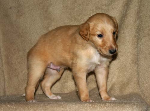 Sapphire2011litter/Vinnie_4weeks1.jpg