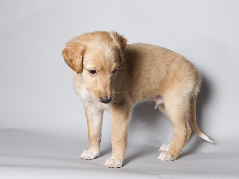 Sapphire2011litter/Vinnie_5weeks.JPG