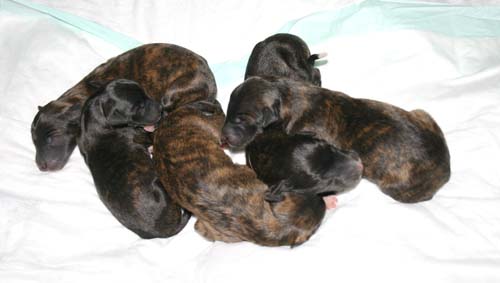 Sapphire2011litter/newborn5.23.2011.005.jpg