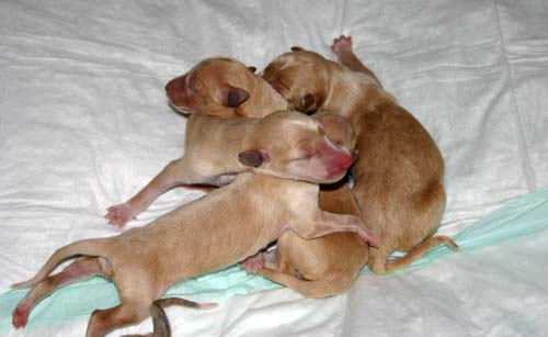 Sapphire2011litter/newborn5.23.2011.006.jpg