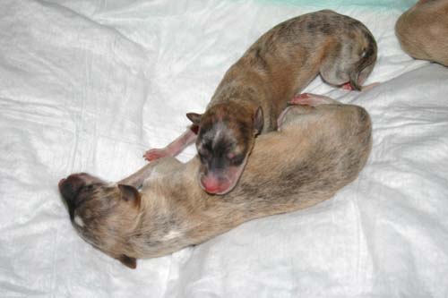 Sapphire2011litter/newborn5.23.2011.007.jpg