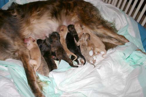 Sapphire2011litter/newborn5.23.2011.015.jpg