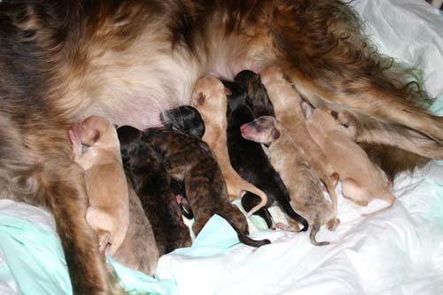 Sapphire2011litter/newborn5.23.2011.015.jpg