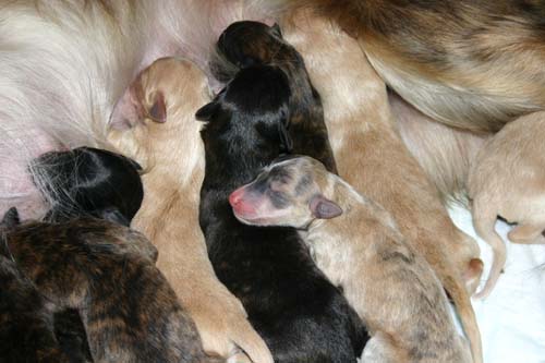 Sapphire2011litter/newborn5.23.2011.016.jpg