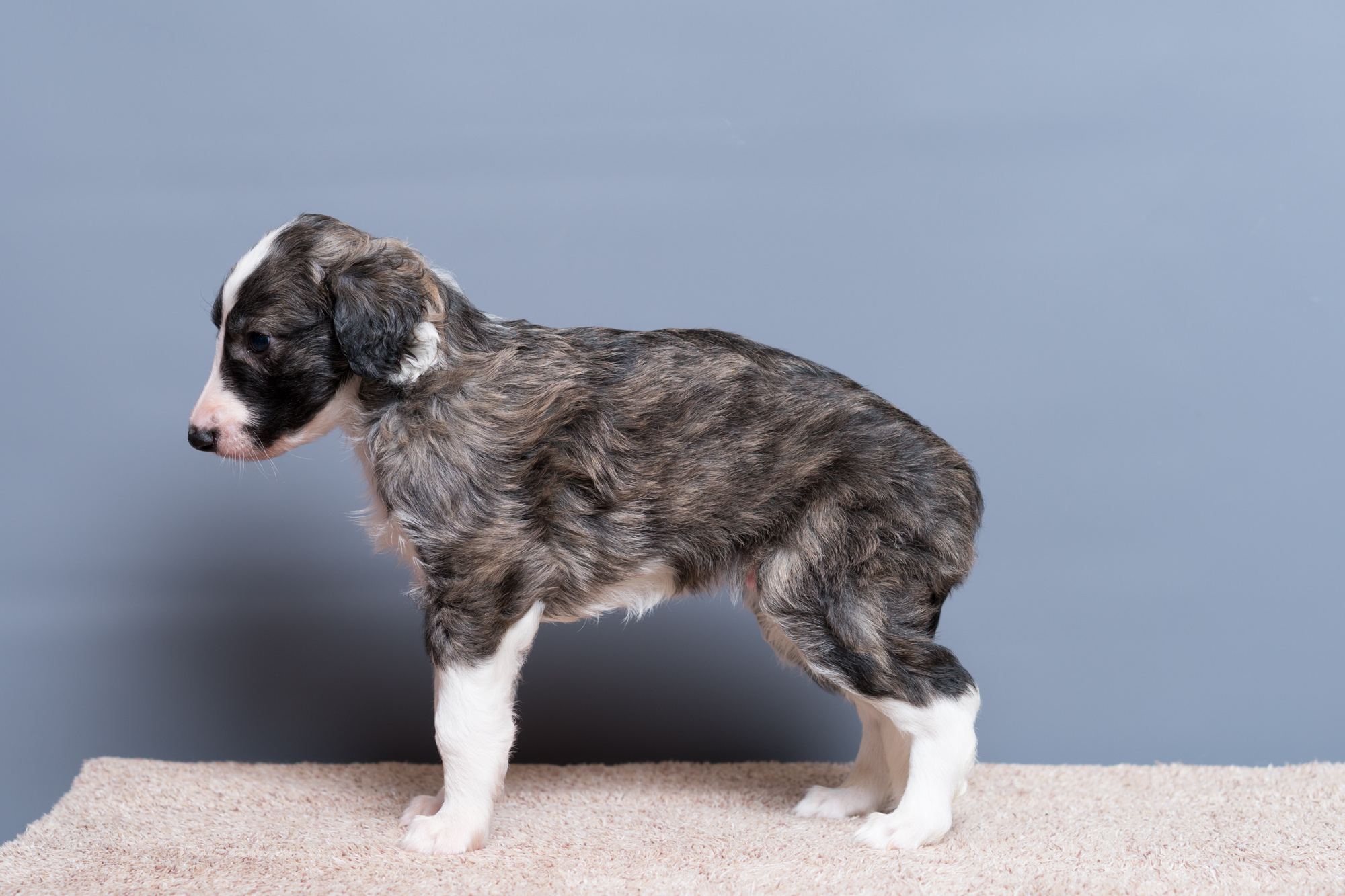 SkyXDior2016Litter/5wkEZDSC00392.jpg