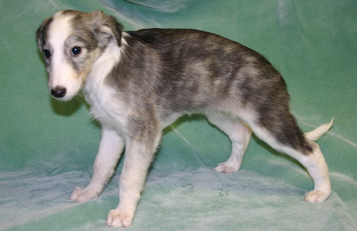 cleo6week001.jpg