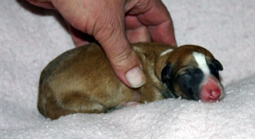 hillevi_pups_hand.jpg