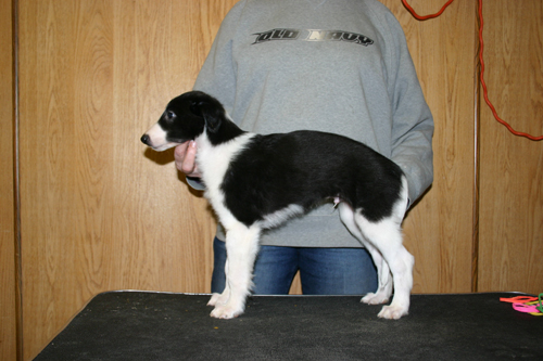 maitai8weeks.jpg