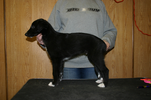 mimosa8weeks.jpg