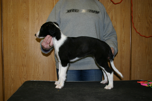 mintjelup8weeks.jpg