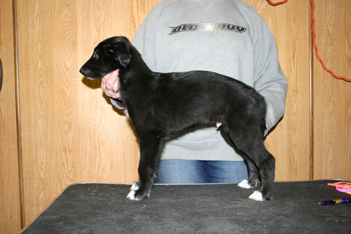 mudslinger8weeks.jpg