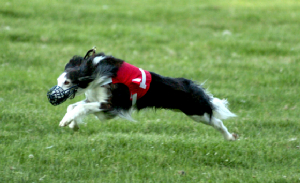 racing/Apache_race.jpg