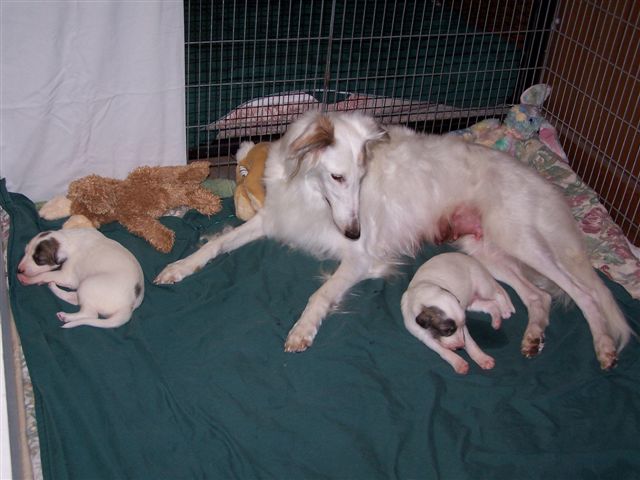 skylar_puppies.jpg