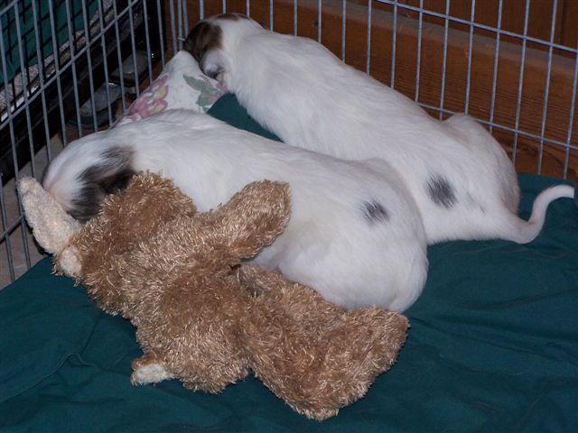 skylar_puppies1.jpg