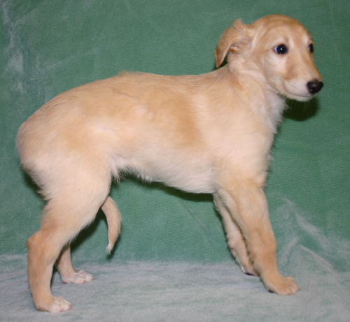 venus6week.jpg