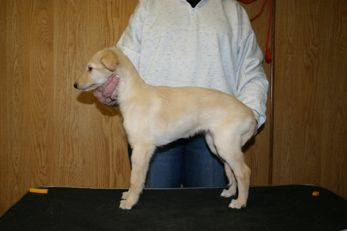 venus8weeks.jpg